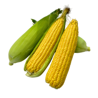 Madhur Sweet Corn From Known You Seed (India)-KYI